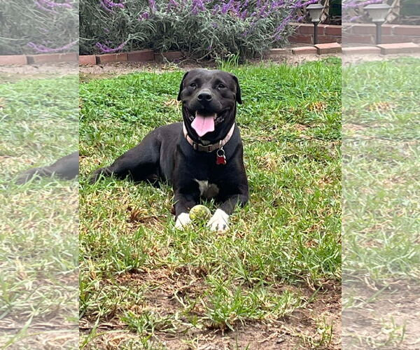 Medium Photo #2 Labrador Retriever-Unknown Mix Puppy For Sale in San Diego, CA, USA