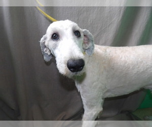 Whoodle Puppy for sale in PATERSON, NJ, USA