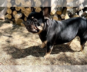 Mother of the French Bulldog puppies born on 05/10/2022