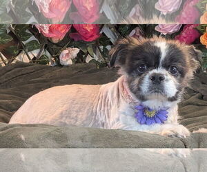 Shih Tzu Dogs for adoption in Bon Carbo, CO, USA