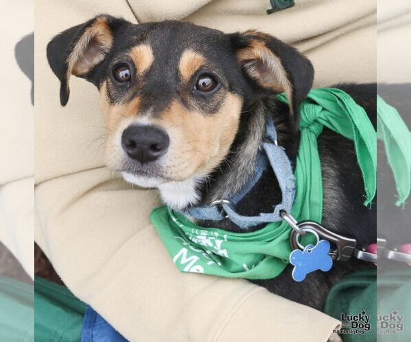 Medium Photo #5 Mutt Puppy For Sale in Washington, DC, USA