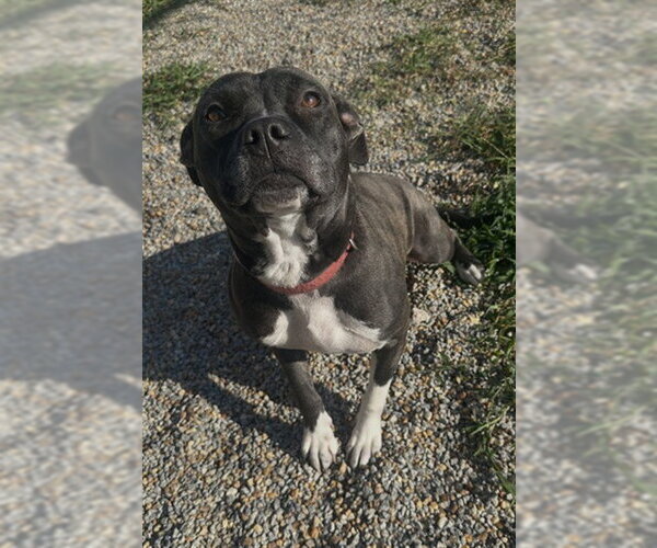 Medium Photo #2 Mutt Puppy For Sale in Augusta, GA, USA