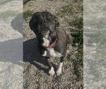 Small #1 Mutt