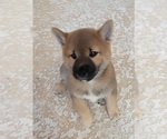 Small Photo #1 Shiba Inu Puppy For Sale in WELLINGTON, FL, USA
