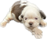 Puppy 1 Shih Tzu