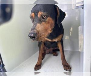 Black and Tan Coonhound-Unknown Mix Dogs for adoption in Houston, TX, USA