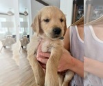 Small Photo #6 Golden Retriever Puppy For Sale in ATHOL, ID, USA
