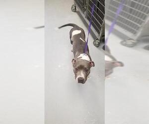 American Pit Bull Terrier Dogs for adoption in Fayetteville, NC, USA
