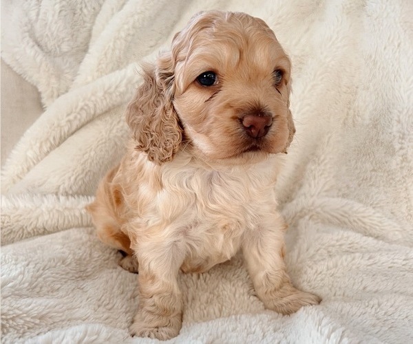Medium Photo #7 Cock-A-Poo Puppy For Sale in CONCORD, NC, USA