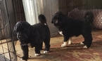 Small Photo #2 Pyredoodle Puppy For Sale in GOWER, MO, USA