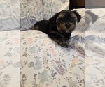 Small Photo #18 Yorkshire Terrier Puppy For Sale in RHOADESVILLE, VA, USA