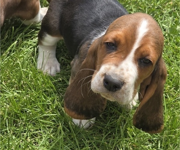 Medium Photo #9 Basset Hound Puppy For Sale in GREENLEAF, WI, USA