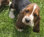 Small #8 Basset Hound
