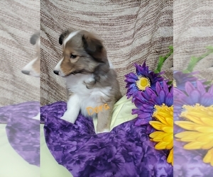 Shetland Sheepdog Puppy for sale in COLBY, WI, USA