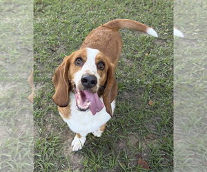 GRACE - ADOPTION PENDING! - Female Basset Hound Dog for Adoption - Photo #3