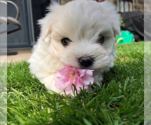 Maltese Puppy for sale in DELTONA, FL, USA