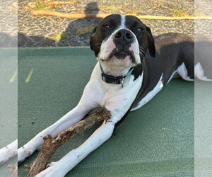 American Pit Bull Terrier-Unknown Mix Dogs for adoption in Germantown, OH, USA
