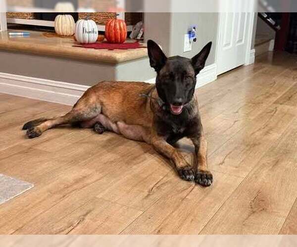 Medium Photo #1 Mutt Puppy For Sale in Imlay City, MI, USA