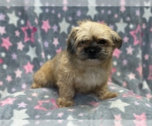 ShihPoo Puppy for sale in LAKELAND, FL, USA