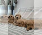 Small #5 English Cream Golden Retriever