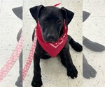 Small Photo #4 Lab-Pointer Puppy For Sale in Hillsboro, MO, USA