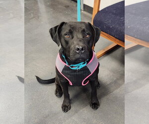 American Staffordshire Terrier-Unknown Mix Dogs for adoption in Clinton, OK, USA