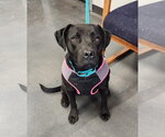 Matilda - Female American Staffordshire Terrier-Unknown Mix Dog for Adoption - Small photo