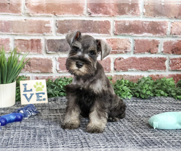 Medium Photo #4 Schnauzer (Miniature) Puppy For Sale in SYRACUSE, IN, USA
