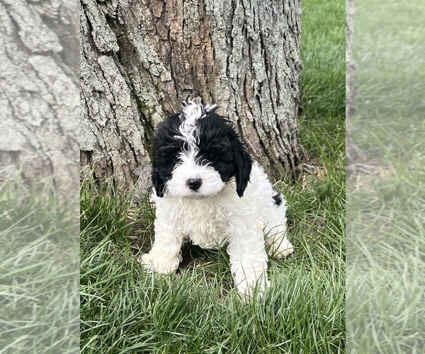 Medium Photo #3 Cavapoo (Miniature) Puppy For Sale in DUNDEE, OH, USA