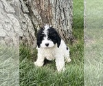 Small #2 Cavapoo (Miniature)