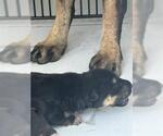 Small German Shepherd Dog Mix