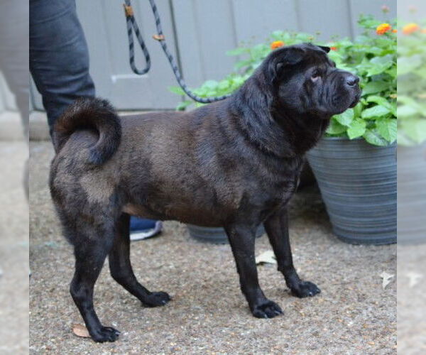 Medium Photo #2 Chinese Shar-Pei Puppy For Sale in Germanton, TN, USA