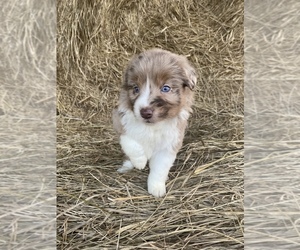 Australian Shepherd Puppy for sale in CENTER, KY, USA