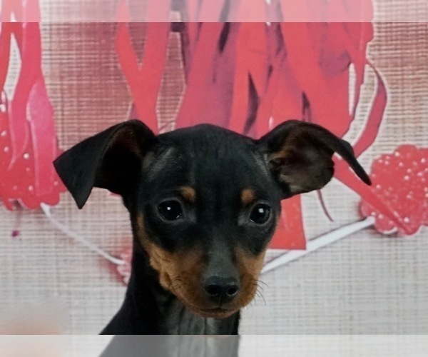 Medium Photo #3 Miniature Pinscher Puppy For Sale in WARSAW, IN, USA
