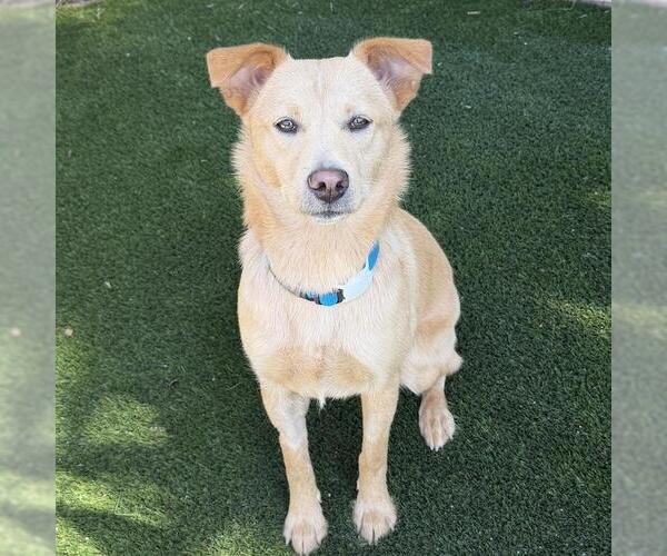 Medium Photo #13 Labrador Retriever-Unknown Mix Puppy For Sale in San Diego, CA, USA
