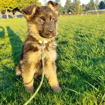 Medium Photo #8 German Shepherd Dog Puppy For Sale in CASTLE ROCK, WA, USA
