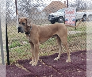 Father of the Great Dane puppies born on 06/09/2026