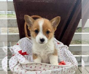 Pembroke Welsh Corgi Puppy for sale in ROCKVILLE, IN, USA