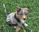 Puppy Stormy Miniature Australian Shepherd