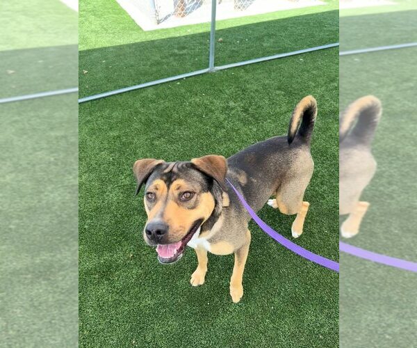 Medium Photo #4 German Shepherd Dog-Rhodesian Ridgeback Mix Puppy For Sale in Calgary, Alberta, Canada