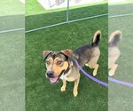 Small #3 German Shepherd Dog-Rhodesian Ridgeback Mix
