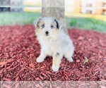 Small Photo #20 Miniature Australian Shepherd Puppy For Sale in BLACK FOREST, CO, USA