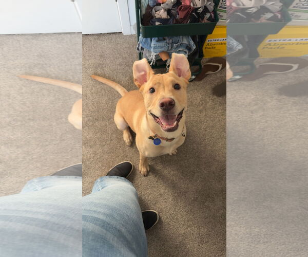 Medium Photo #2 American Pit Bull Terrier-Labrador Retriever Mix Puppy For Sale in Woodland, CA, USA