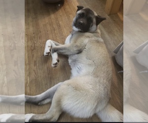 Mother of the Akita puppies born on 06/22/2025