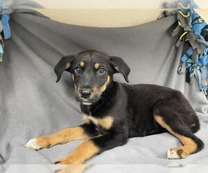 German Shepherd Dog-Unknown Mix Dogs for adoption in HESPERIA, CA, USA