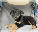 Small German Shepherd Dog Mix
