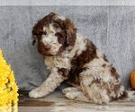 Small #1 Miniature Labradoodle