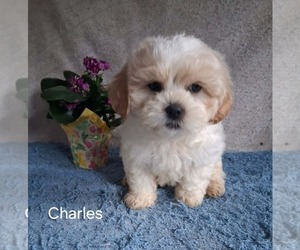 Zuchon Puppy for sale in MOUNT PLEASANT, MI, USA
