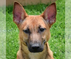 German Shepherd Dog-Unknown Mix Dogs for adoption in Huntley, IL, USA