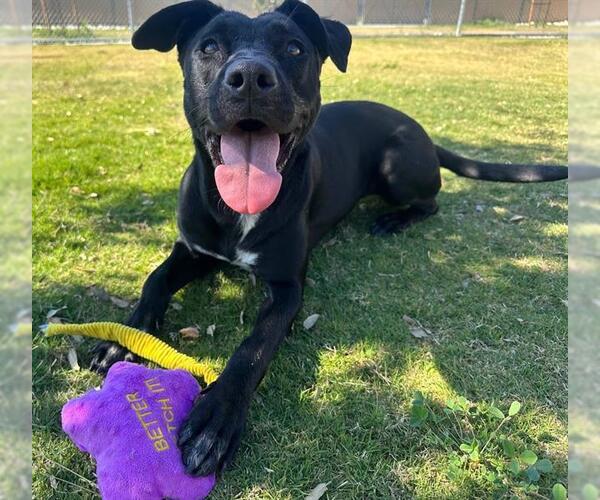 Medium Photo #3 Australian Shepherd-Unknown Mix Puppy For Sale in Redlands, CA, USA